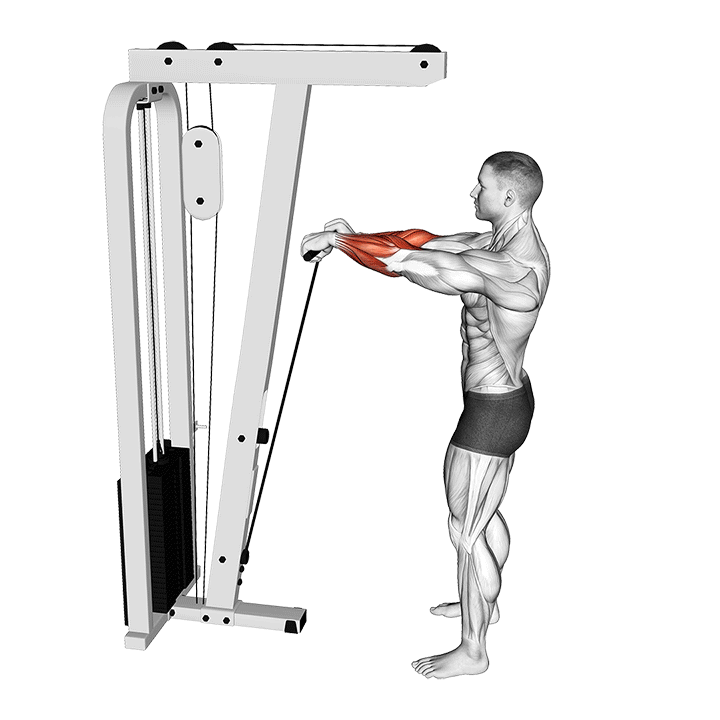 Cable Standing Wrist Roll