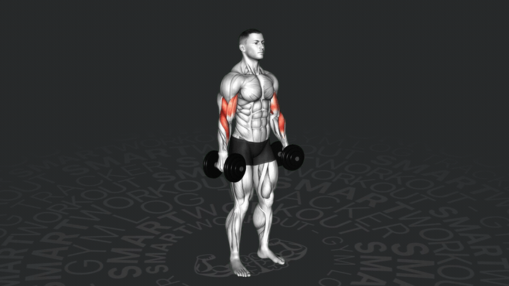 Попеременное сгибание рук с гантелями супинированным хватом