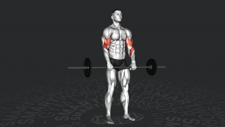 Langhantel-Untergriff-Unterarmcurl