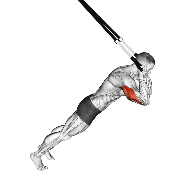 Suspension Triceps Extension