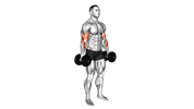 Dumbbell Hammer Curl