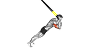 Extension des triceps en suspension
