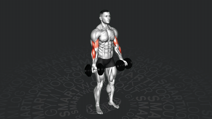 Сгибание рук с гантелями на бицепс