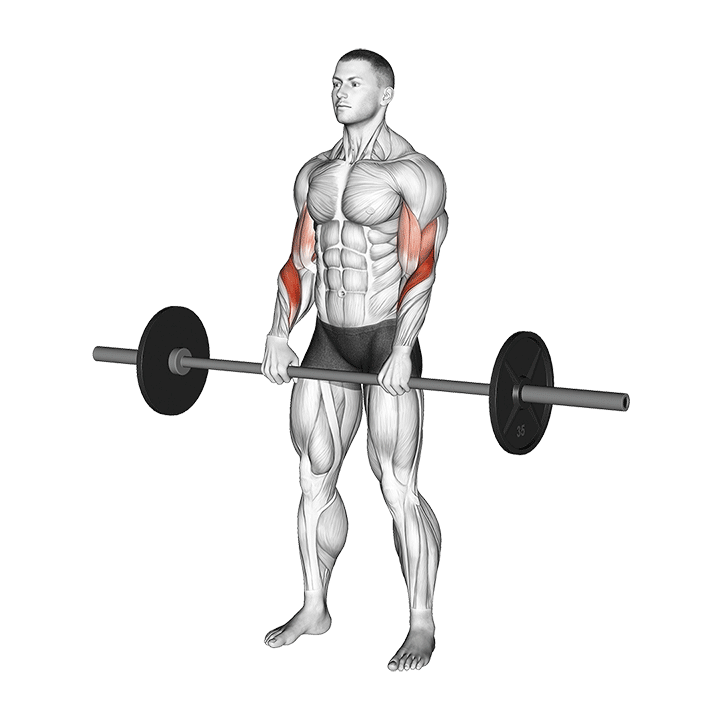 Barbell Reverse Grip Forearm Curl