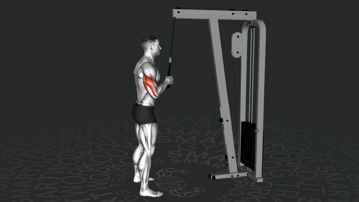 Trizepsdrücken am Kabel