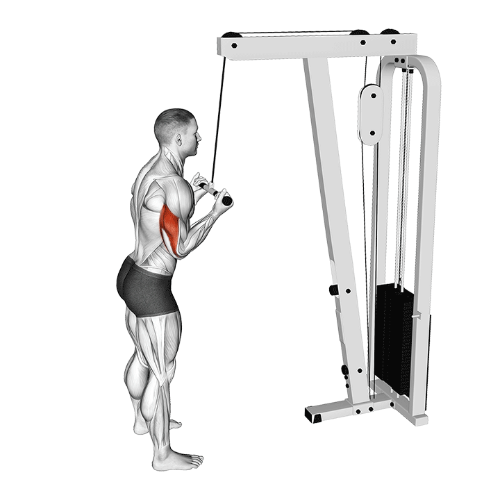 Underhand Triceps Extension