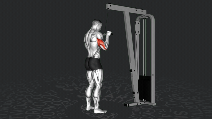 Trizepsdrücken am Kabelzug mit SZ-Stange