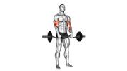 EZ-Bar Reverse Grip Biceps Curl