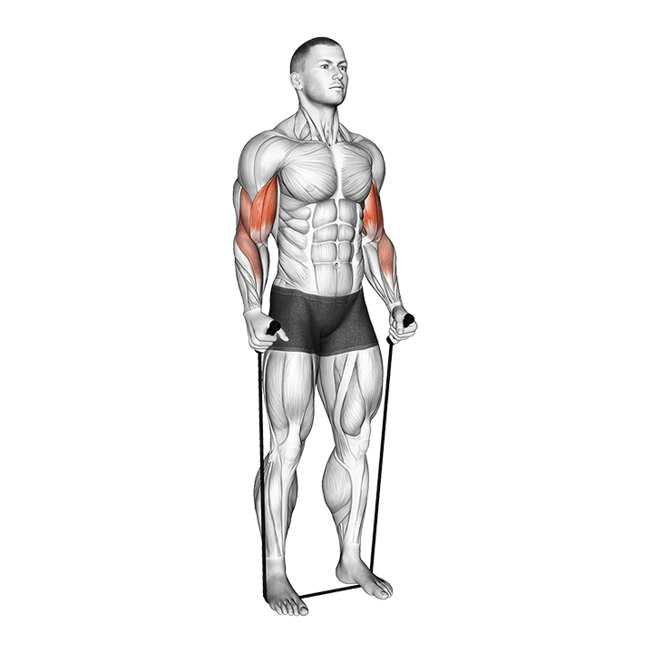 Band Hammer Curl