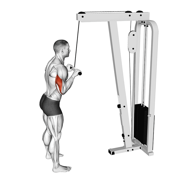 Cable Triceps Pushdown