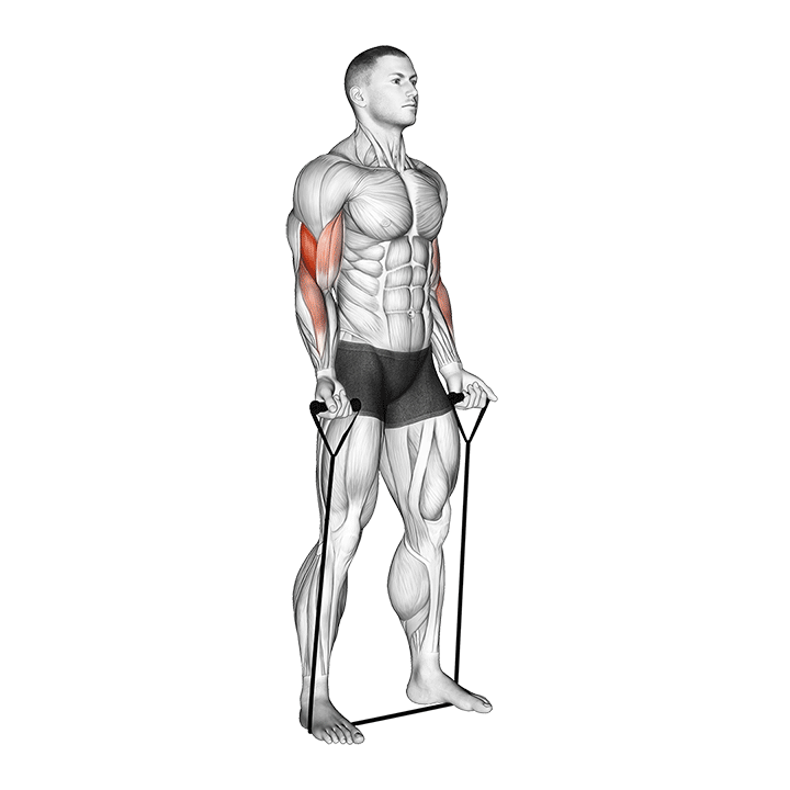 Band Biceps Curl
