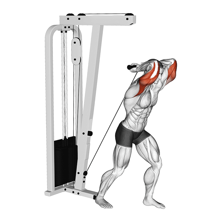 Overhead Cable Triceps Exstension (bar)