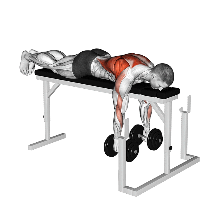 Dumbbell Seal Row