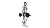 Barbell Standing Back Wrist Curl
