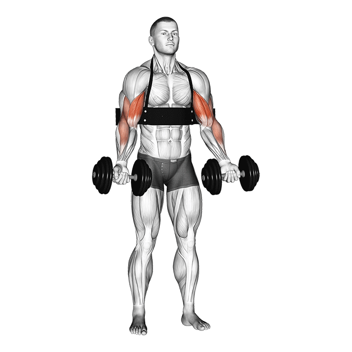 Arm Blaster Biceps Dumbbell Curl