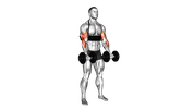Curl biceps avec haltères et support de bras