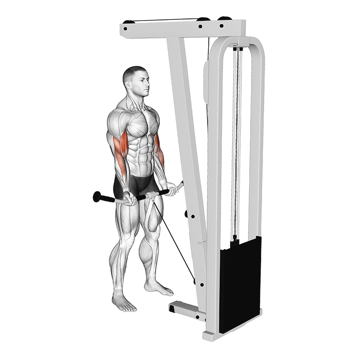 Bar Cable Biceps Curl