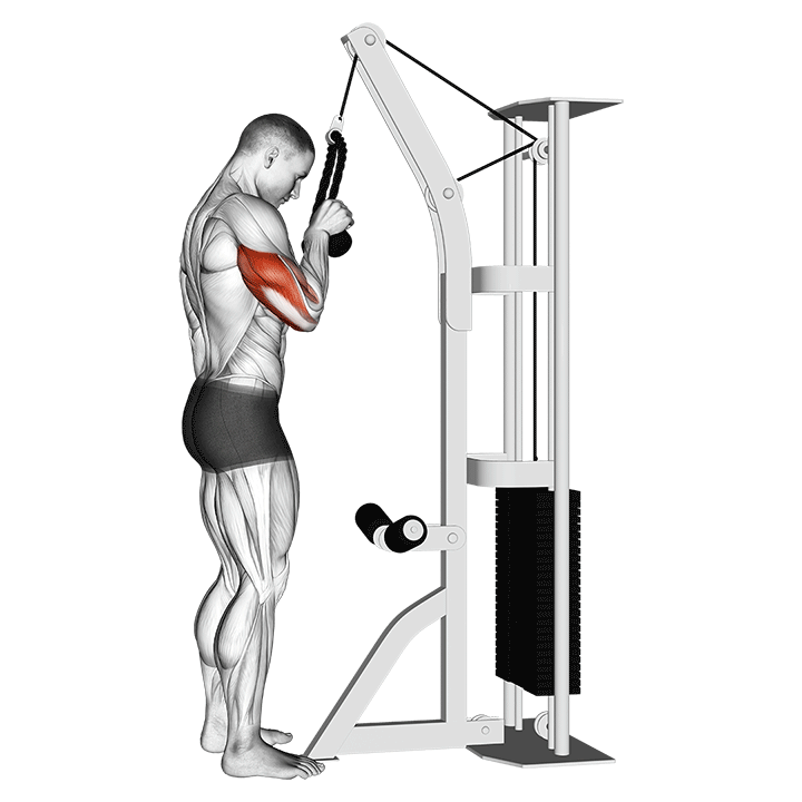 Rope Triceps Pushdown