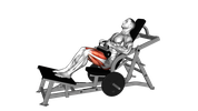 Machine Hip Thrust