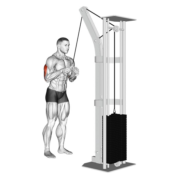Triceps Pushdown V-Bar